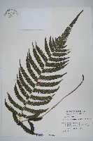 藏品(斜葉金星蕨)的圖片