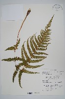 藏品(毛囊紫柄蕨)的圖片