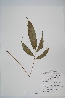 藏品(頂芽新月蕨)的圖片