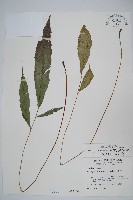 藏品(頂芽新月蕨)的圖片