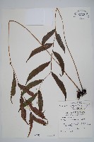 藏品(頂芽新月蕨)的圖片