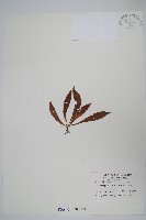 藏品(臺灣車前蕨)的圖片
