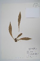 藏品(臺灣車前蕨)的圖片