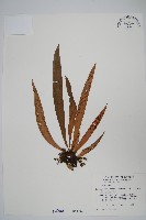 藏品(蘭嶼車前蕨)的圖片