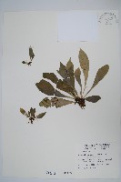 藏品(臺灣車前蕨)的圖片