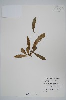 藏品(臺灣車前蕨)的圖片