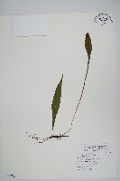 藏品(車前蕨)的圖片