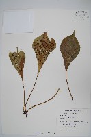 藏品(車前蕨)的圖片