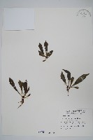 藏品(無柄車前蕨、小車前蕨)的圖片