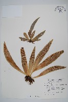 藏品(蘭嶼車前蕨)的圖片