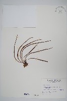 藏品(姬書帶蕨)的圖片