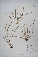 藏品(姬書帶蕨)的圖片