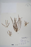 藏品(姬書帶蕨)的圖片