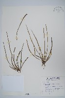 藏品(姬書帶蕨)的圖片