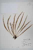藏品(書帶蕨)的圖片