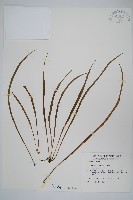 藏品(書帶蕨)的圖片