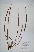 藏品(廣葉書帶蕨)的圖片