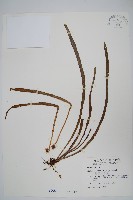 藏品(廣葉書帶蕨)的圖片