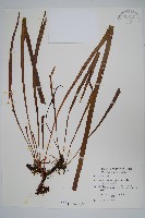 藏品(垂葉書帶蕨)的圖片