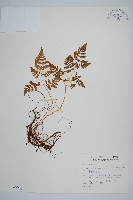 藏品(細裂羽節蕨)的圖片