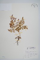 藏品(細裂羽節蕨)的圖片