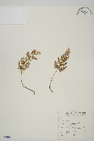 藏品(縮羽鐵角蕨)的圖片