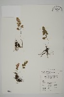 藏品(深山鐵線蕨、月芽鐵線蕨)的圖片