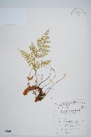 藏品(台灣小膜蓋蕨)的圖片