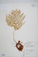 藏品(台灣小膜蓋蕨)的圖片