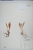 藏品(玉山石葦)的圖片