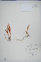 藏品(玉山石葦)的圖片