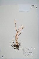 藏品(二條線蕨)的圖片