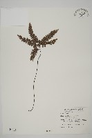 藏品(扇葉鐵線蕨)的圖片