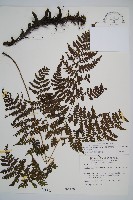 藏品(川上氏雙蓋蕨)的圖片