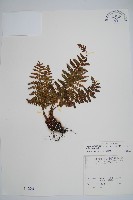 藏品(密毛鱗毛蕨)的圖片