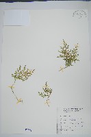 藏品(玉山卷柏)的圖片