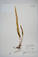 藏品(麟瓦葦、川上氏瓦葦)的圖片