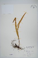 藏品(麟瓦葦、川上氏瓦葦)的圖片