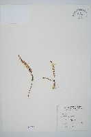 藏品(鐵角蕨)的圖片
