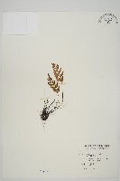 藏品(縮羽鐵角蕨)的圖片
