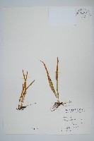 藏品(瓦葦)的圖片