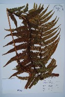 藏品(瓦氏鱗毛蕨)的圖片