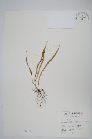 藏品(瓦葦)的圖片