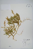 藏品(石松)的圖片