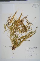 藏品(掌鳳尾蕨)的圖片