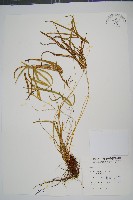 藏品(掌鳳尾蕨)的圖片