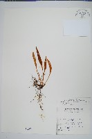 藏品(玉山石葦)的圖片