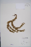 藏品(垂枝石松)的圖片