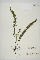 藏品(生芽鐵角蕨)的圖片