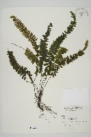 藏品(生芽鐵角蕨)的圖片